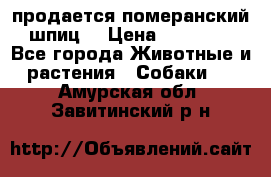 продается померанский шпиц  › Цена ­ 35 000 - Все города Животные и растения » Собаки   . Амурская обл.,Завитинский р-н